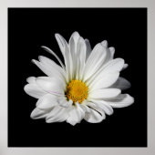 Elegante White Daisy Blume Poster (Vorne)