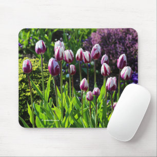 Elegante White Lila Flaming Flag Triumph Tulips Mousepad