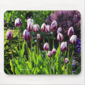 Elegante White Lila Flaming Flag Triumph Tulips Mousepad (Vorne)