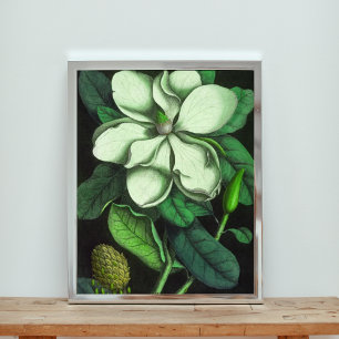 Elegante White Magnolia Blume Fotodruck
