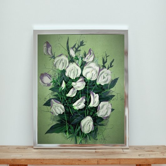Elegante White Sweet Pea Blume Fotodruck