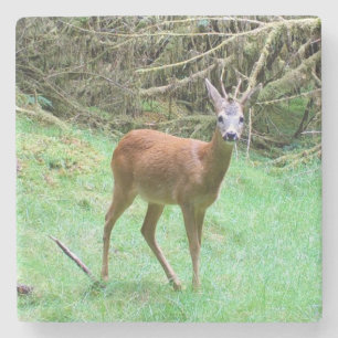 Eleganter Geweihhirsch Stehend Waldboden Friedlich Steinuntersetzer