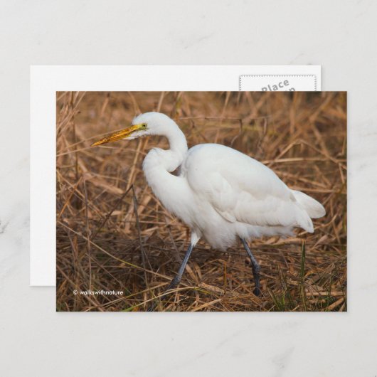 Eleganter Großer Egret Bird in den Schilfröten Postkarte (Vorne/Hinten)