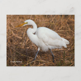 Eleganter Großer Egret Bird in den Schilfröten Postkarte