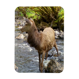 Eleganter Junger Rothirsch Wald Bach Tranquil Magnet