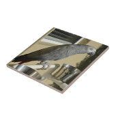 Eleganter Kongo-Grau-Papagei auf Stand Fliese (Seite)