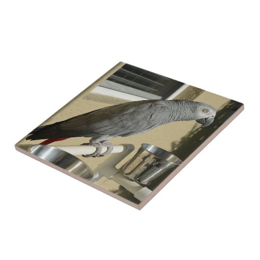 Eleganter Kongo-Grau-Papagei auf Stand Fliese (Seite)