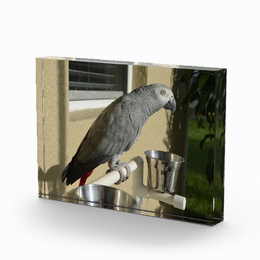 Eleganter Kongo-Grau-Papagei auf Stand Fotoblock (Rechts)