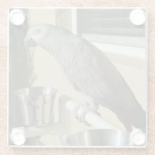 Eleganter Kongo-Grau-Papagei auf Stand Glasuntersetzer (Rückseite)