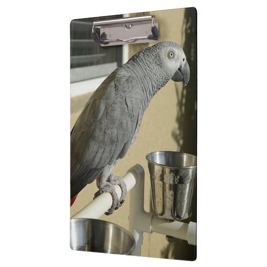 Eleganter Kongo-Grau-Papagei auf Stand Klemmbrett (Links)