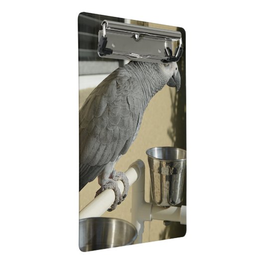 Eleganter Kongo-Grau-Papagei auf Stand Mini Klemmbrett (Schrägansicht)