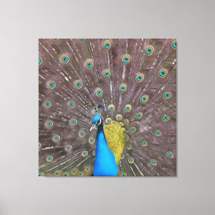 Eleganter Pfau in Blau mit gefangenen Schwänzen Leinwanddruck