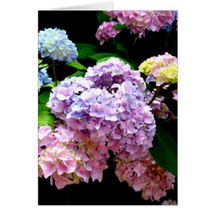 Eleganter, rosa, lila blauer Hydrangea-Garten