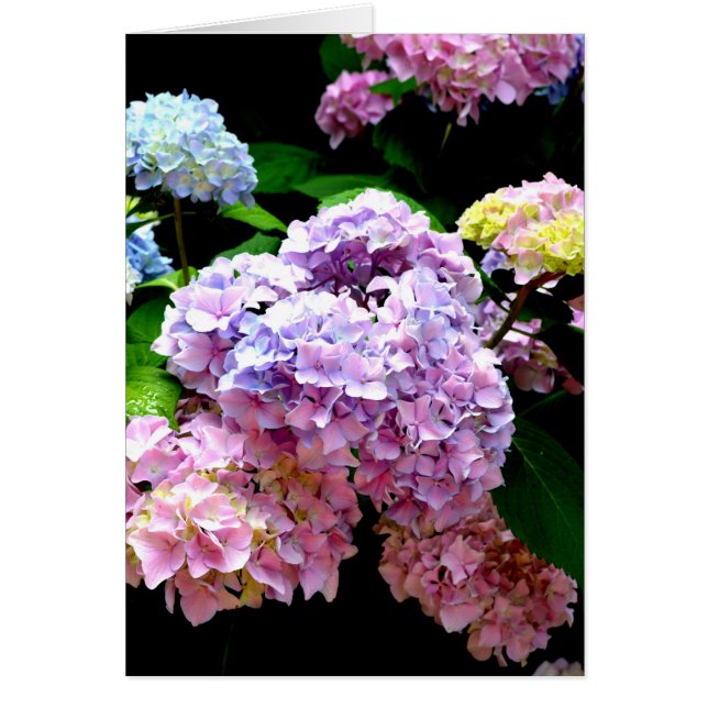 Eleganter, rosa, lila blauer Hydrangea-Garten (Vorne)