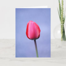 Eleganter rosa Tulip Lavender Hintergrund Blank