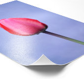 Eleganter rosa Tulip mit dem Hintergrund der Laven Fotodruck (Ecke)