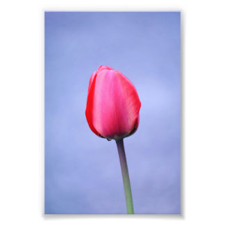 Eleganter rosa Tulip mit dem Hintergrund der Laven Fotodruck