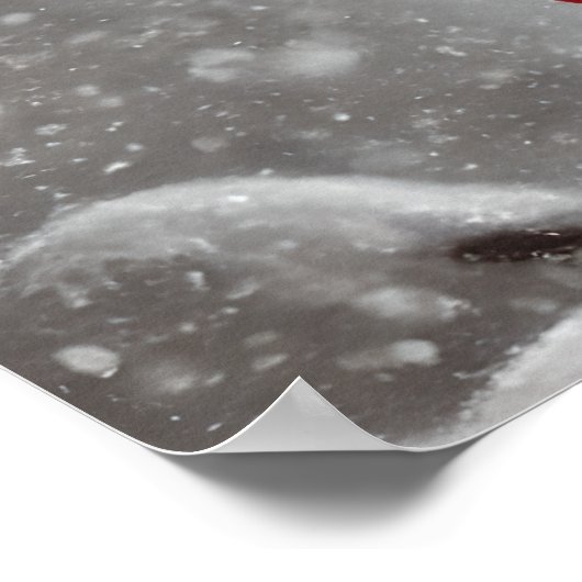 Eleganter Roter Kardinal Vogelart Poster (Ecke)