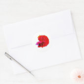 Eleganter Roter Rose Tail Betta Sticker - Luxuriös (Umschlag)