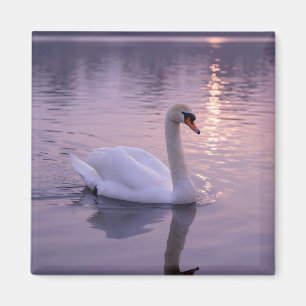 Eleganter Schwan Sonnenuntergang Magnet
