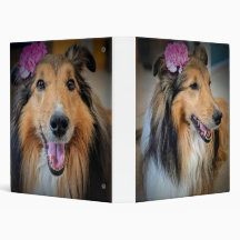 Eleganter Sheltie