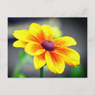 Eleganter Single Yellow Orange Dahlia Blume Feiertagspostkarte