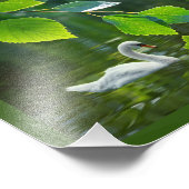 Eleganter Summer Swan Fotodruck (Ecke)