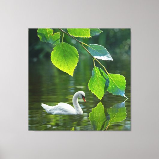 Eleganter Summer Swan Leinwanddruck (Vorderseite)