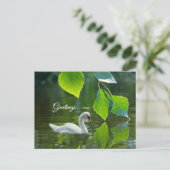 Eleganter Summer Swan Postkarte (Stehend Vorderseite)