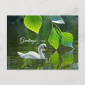 Eleganter Summer Swan Postkarte (Vorderseite)