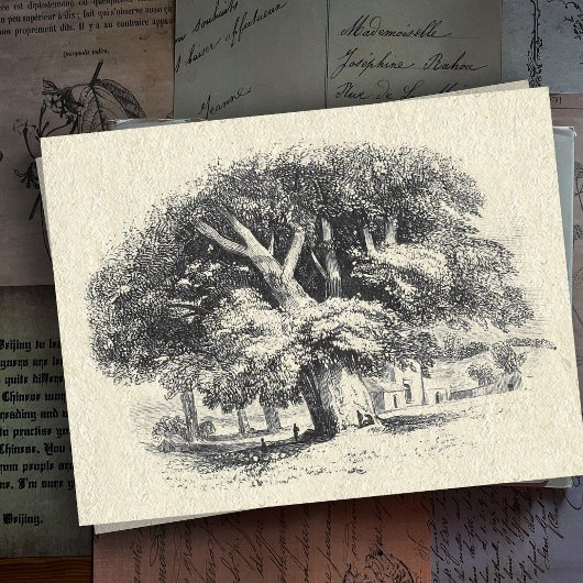 Eleganter Vintager Big Sycamore Tree Postkarte