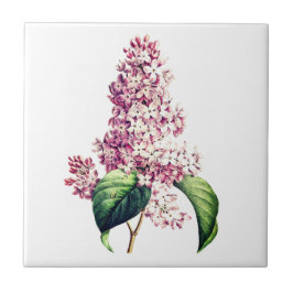 Eleganter Vintager botanischer Lila Lilac Blossom Fliese
