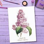 Eleganter Vintager botanischer Lila Lilac Blossom Postkarte<br><div class="desc">Vintage botanische Illustration von gemeinsamem blauen Blätterdach und Blüte, sehr elegante, raffinierte und klassische Kunstwerke für eine schicke romantische Wohngestaltung und Natur oder Blume Liebhaber. Es ist die Staat-Blume von New Hampshire und repräsentiert den "harten" Charakter seiner Menschen. Sowohl George Washington als auch Thomas Jefferson hatten eine Affinität zu Lilaks...</div>
