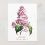 Eleganter Vintager botanischer Lila Lilac Blossom Postkarte (Vorderseite)