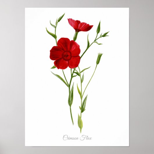 Eleganter Vintager Botanischer Print Crimson Flax Poster (Vorne)