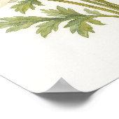 Eleganter weißer Anemone Botanische Wasserfarbe Poster (Ecke)