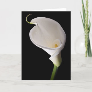 Eleganter weißer Calla Karte