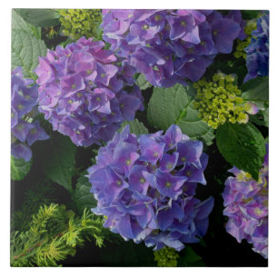Elegantes blaues lila Magenta grünes Hydrangea Fliese