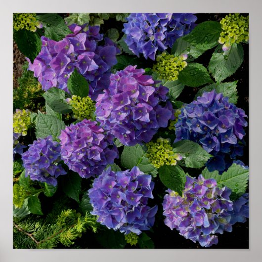 Elegantes blaues lila Magenta grünes Hydrangea Poster (Vorne)