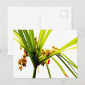 Elegantes botanisches Muster Postkarte (Vorne/Hinten)