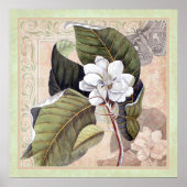 Elegantes Botanisches Südliches Poster Magnolia (Vorne)