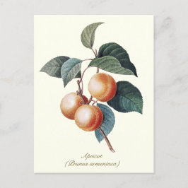Elegantes botanisches Vintag Apricot Frucht Postkarte