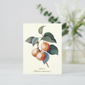 Elegantes botanisches Vintag Apricot Frucht Postkarte (Stehend Vorderseite)