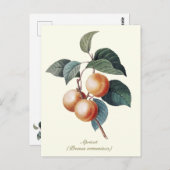 Elegantes botanisches Vintag Apricot Frucht Postkarte (Vorne/Hinten)