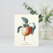 Elegantes botanisches Vintag Apricot Frucht Postkarte (Stehend Vorderseite)