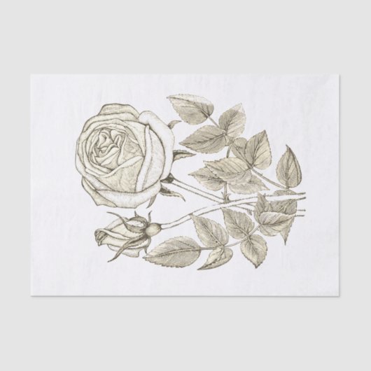 Elegantes botanisches Vintag Beige Weißes Rose Seidenpapier (Vorderseite)