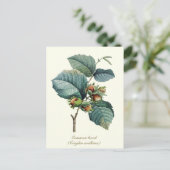 Elegantes botanisches Vintages Hazelnussfrucht Postkarte (Stehend Vorderseite)