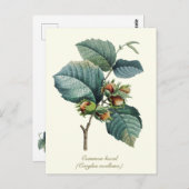 Elegantes botanisches Vintages Hazelnussfrucht Postkarte (Vorne/Hinten)