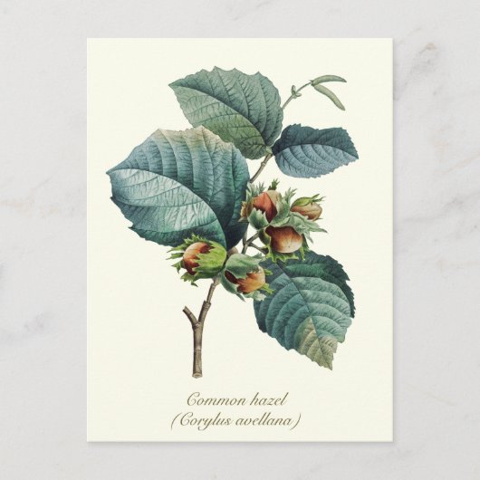 Elegantes botanisches Vintages Hazelnussfrucht Postkarte (Vorderseite)
