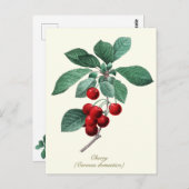 Elegantes botanisches Vintages süßes Kirschobst Postkarte (Vorne/Hinten)
